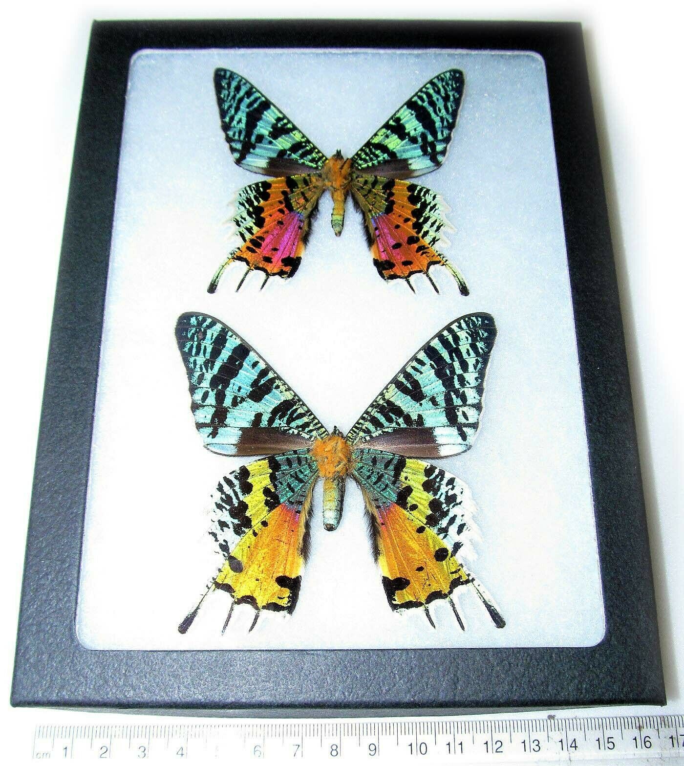Urania Ripheus Pair Male Female Real Madagascar Sunset Moth Framed Butterfly