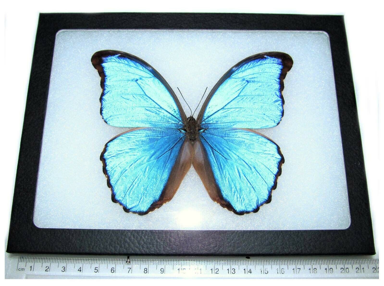 Morpho Didius Real Framed Butterfly Blue Peru