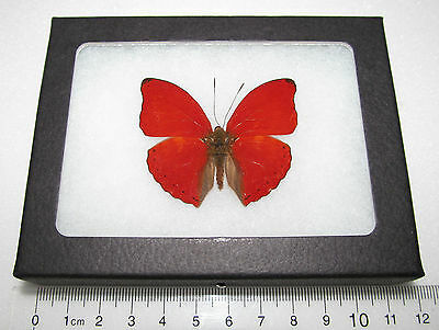 Cymothoe Sangaris Real Framed Butterfly Red Africa