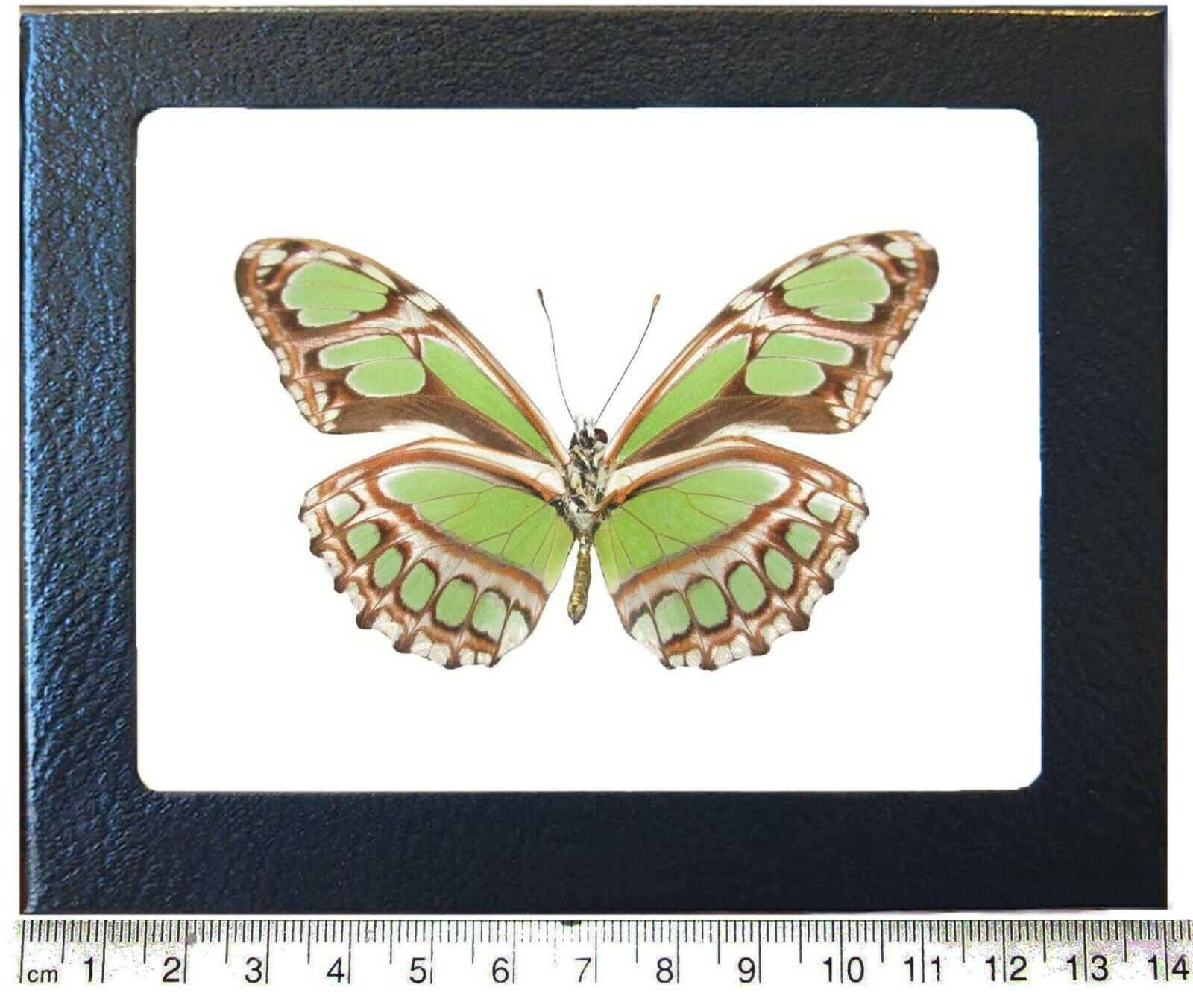 Philaethria Dido Green Butterfly Verso Peru Framed