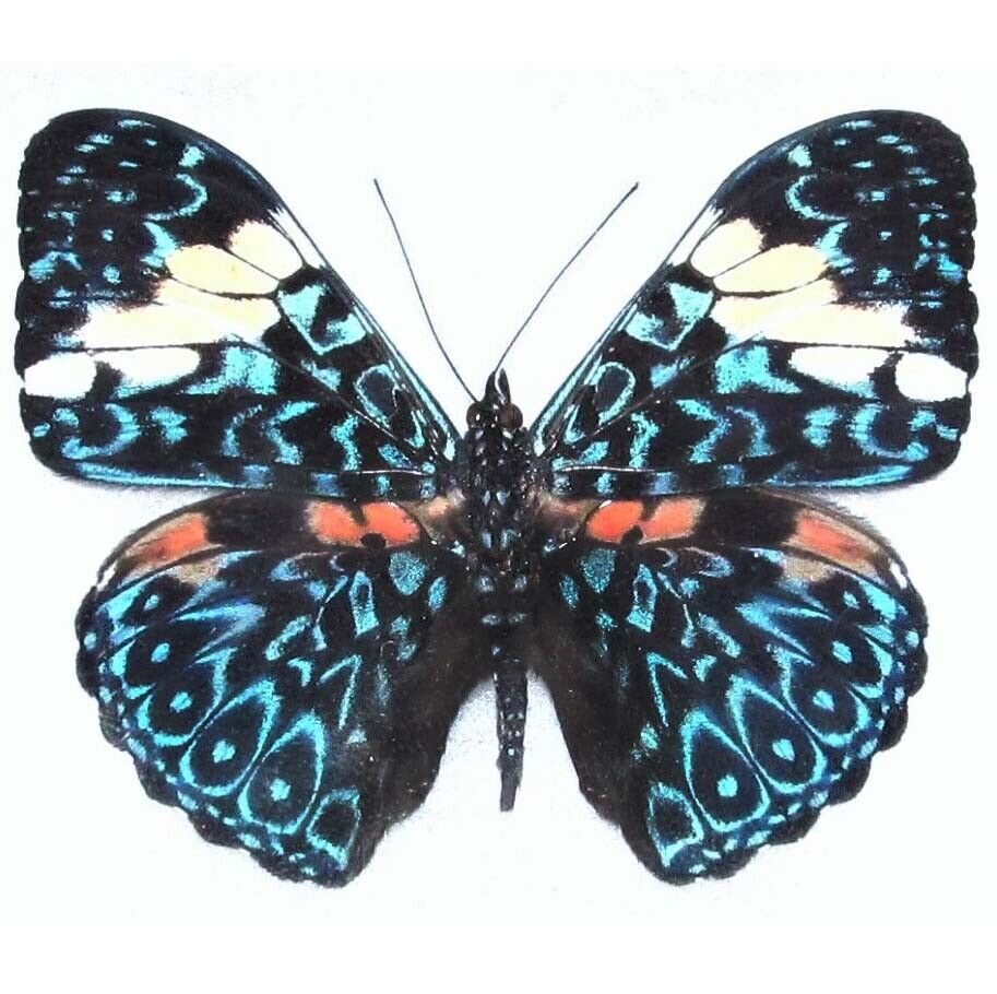Hamadryas Amphinome One Real Butterfly Blue White Peru Unmounted Wings Closed