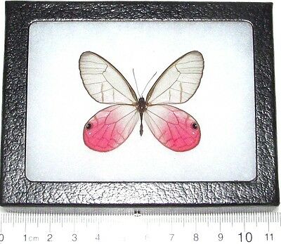 Cithaerias Merolina Real Framed Butterfly Pink Glass Clear Wing Peru
