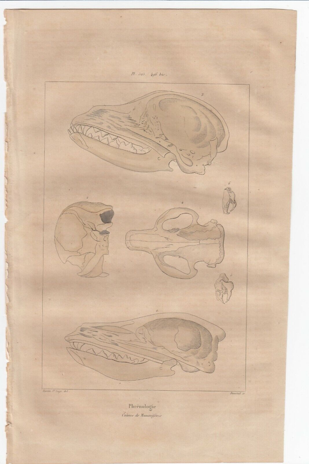 Guerin 1838 Antique Engraving Phrenology Mammal Skulls Plate 525