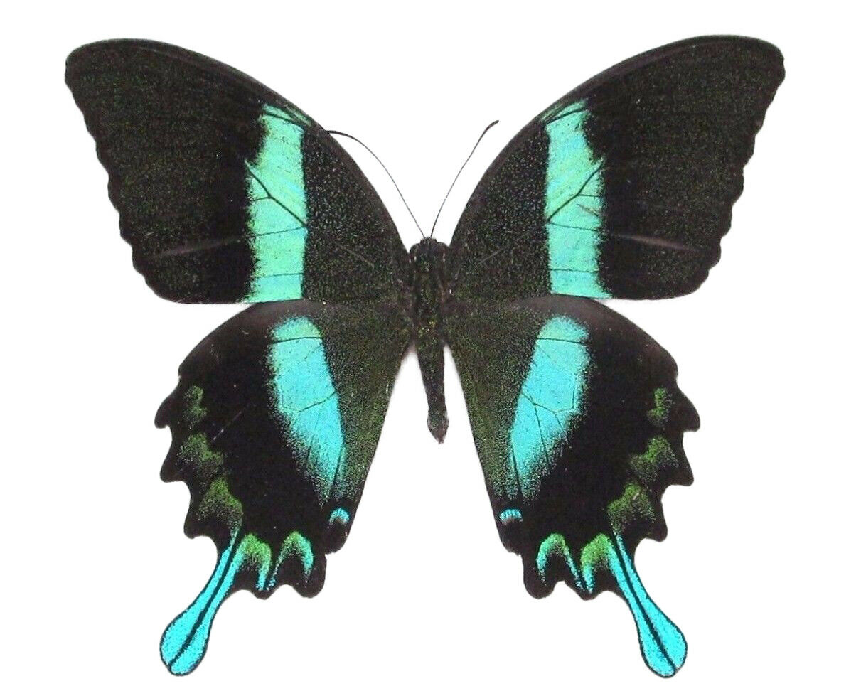 Papilio Blumei One Real Butterfly Blue Green Papered Unmounted Wings Closed